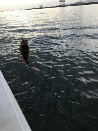 シーサイドコスモ　メバリング