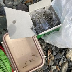 玉川 あまご解禁