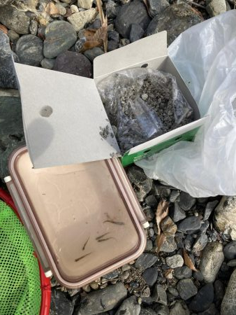 玉川 あまご解禁