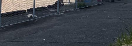 激シブアジング