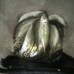 ナイトアジング