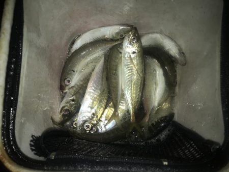 ナイトアジング