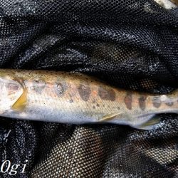 解禁直後はよく釣れる！