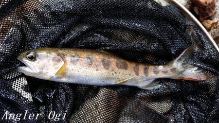 解禁直後はよく釣れる！