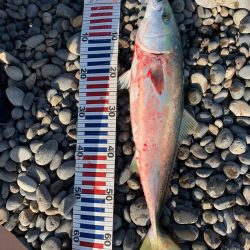 ショアジギングでメジロ！