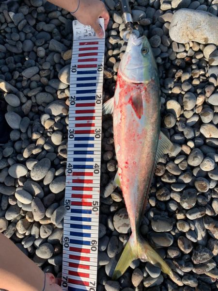 ショアジギングでメジロ！