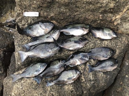 沖磯でグレ釣り