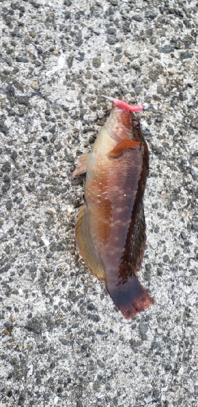 久しぶりの釣行