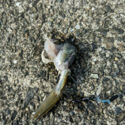 ヤエンは不発で久々のサゴシGET>゜)))彡