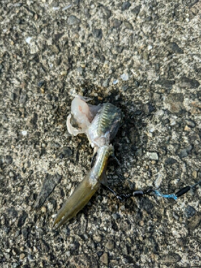 ヤエンは不発で久々のサゴシGET>゜)))彡