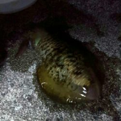 自粛明け2ハイ目のアオリGET!サイズup⤴⤴