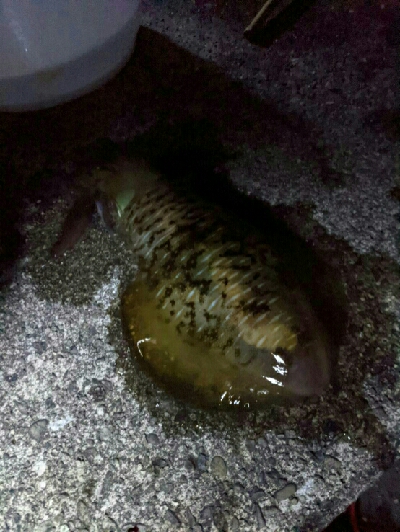 自粛明け2ハイ目のアオリGET!サイズup⤴⤴