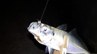 タイミングよく、ツ抜け