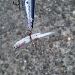 サゴシを落とした。