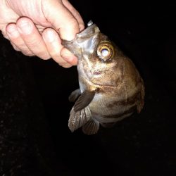 今日もメバリング