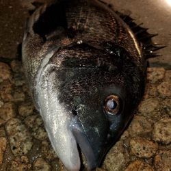 歳無し出ました❗