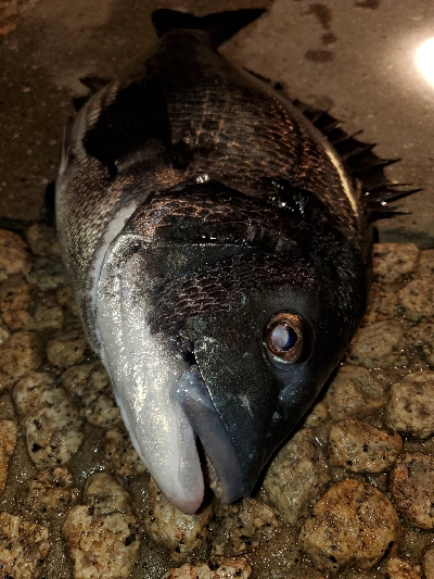 歳無し出ました❗