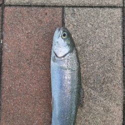 初管理トラウト釣り