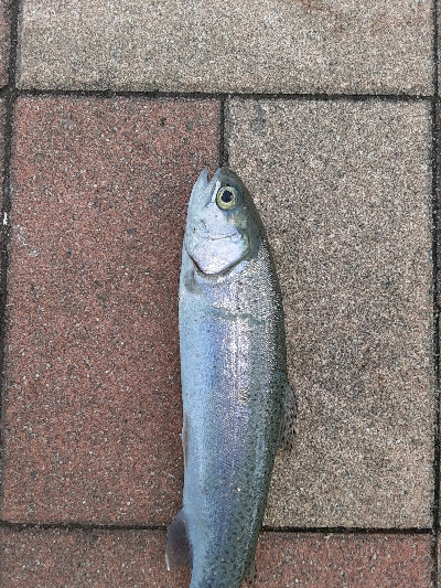 初管理トラウト釣り