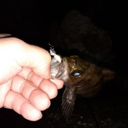 はじめてのフロートリグ