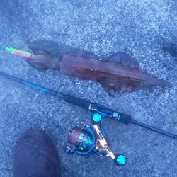 回遊メバルと回遊ヤリ