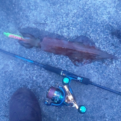 回遊メバルと回遊ヤリ