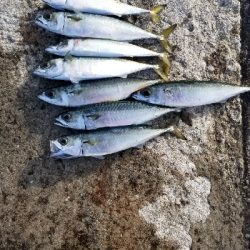 皆が狙わない時間帯で数釣り