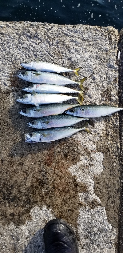 皆が狙わない時間帯で数釣り