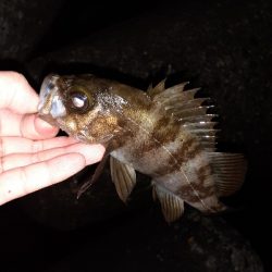 風の弱い日はメバリング