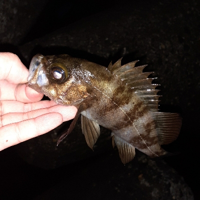風の弱い日はメバリング