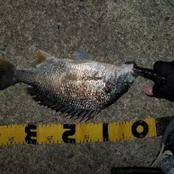 シーバスどこ行った(笑)