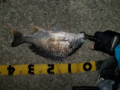 シーバスどこ行った(笑)