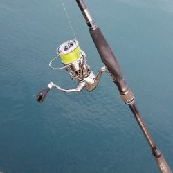 底にいたのはサッワラ~ 出勤前に。