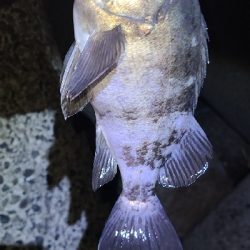 フロートメバリング