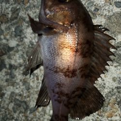 相変わらず安定！