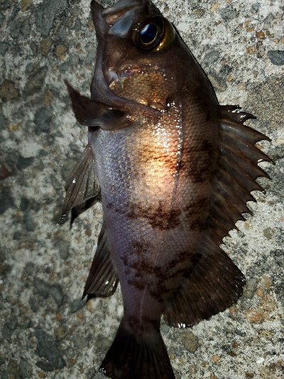 相変わらず安定！