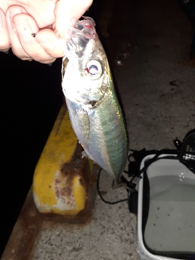 久しぶりのアジング