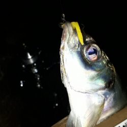 大雨のなか、アジング(笑)