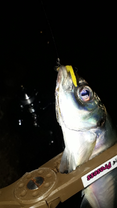 大雨のなか、アジング(笑)