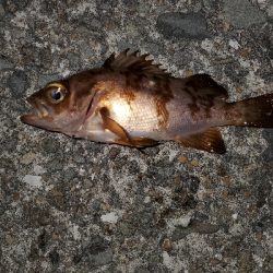 ボチボチの釣果