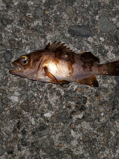 ボチボチの釣果