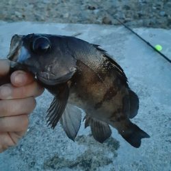 明るいうちからメバル!