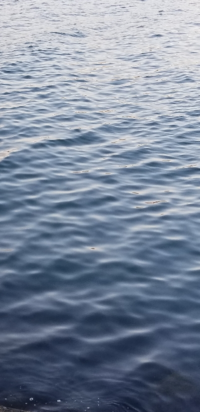 シーバス釣りの人に朗報かな。