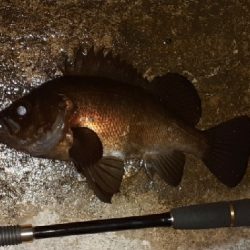 先日のリベンジメバリング❗