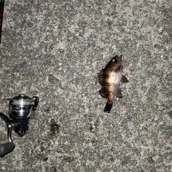 強風大潮メバル