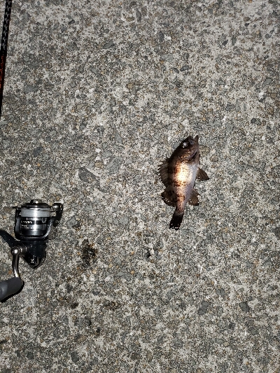 強風大潮メバル