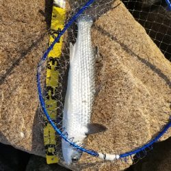 今年もボラかぁー