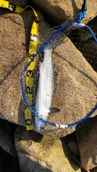 今年もボラかぁー