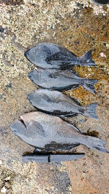 後半は予報通りの暴風。。