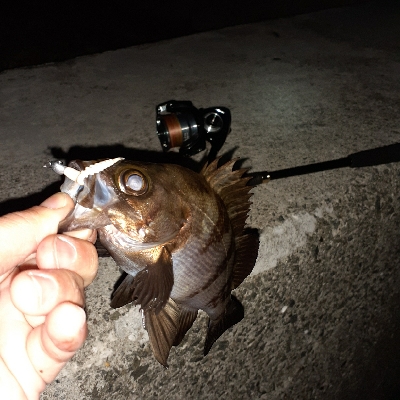 本日もメバリング～